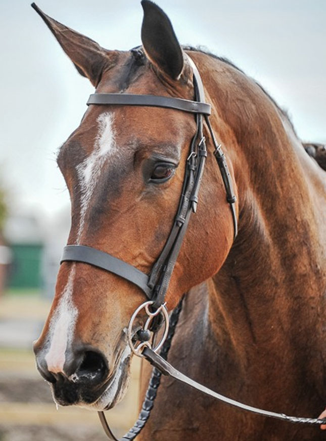 Arturo whisker - showjumping